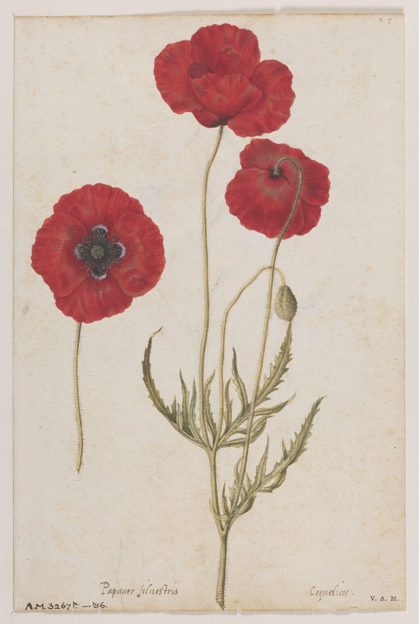 Corn poppies; larkspur, by Jacques Le Moyne de Morgues, watercolor, 1568