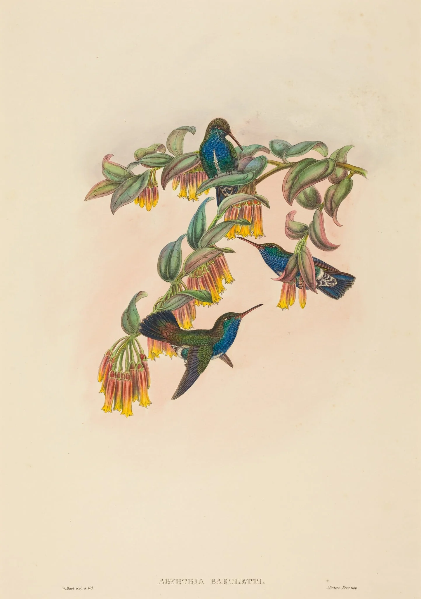 Agyrtria bartletti (Bartlett's Emerald), by W. Hart, ink, 1874