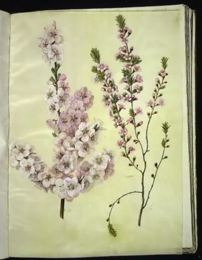 Prunus dulcis (mandel); Prunus tenella (dværg-mandel)