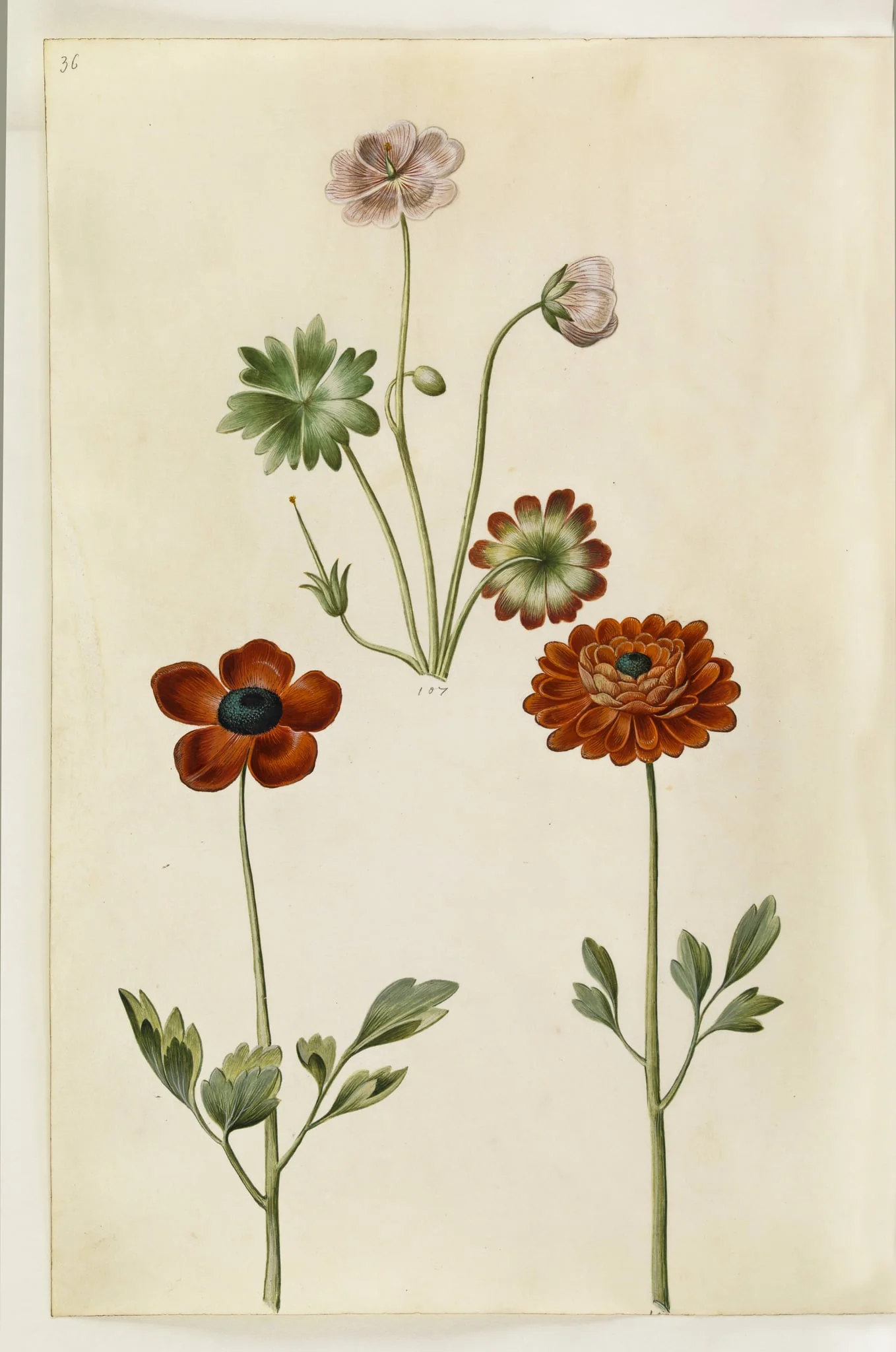 Geranium sanguineum striatum (stribet storkenæb); Ranunculus asiaticus (have-ranunkel)