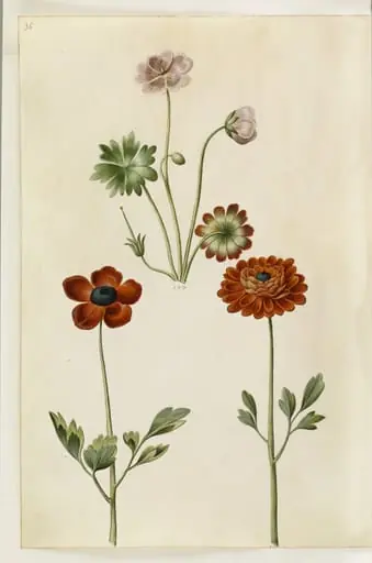 Geranium sanguineum striatum (stribet storkenæb); Ranunculus asiaticus (have-ranunkel)