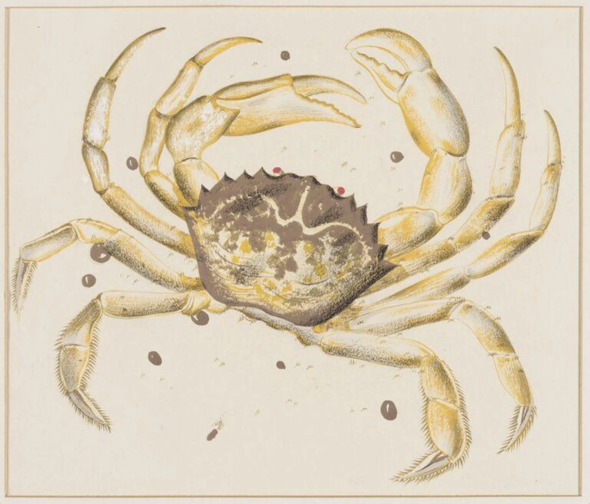 Crab