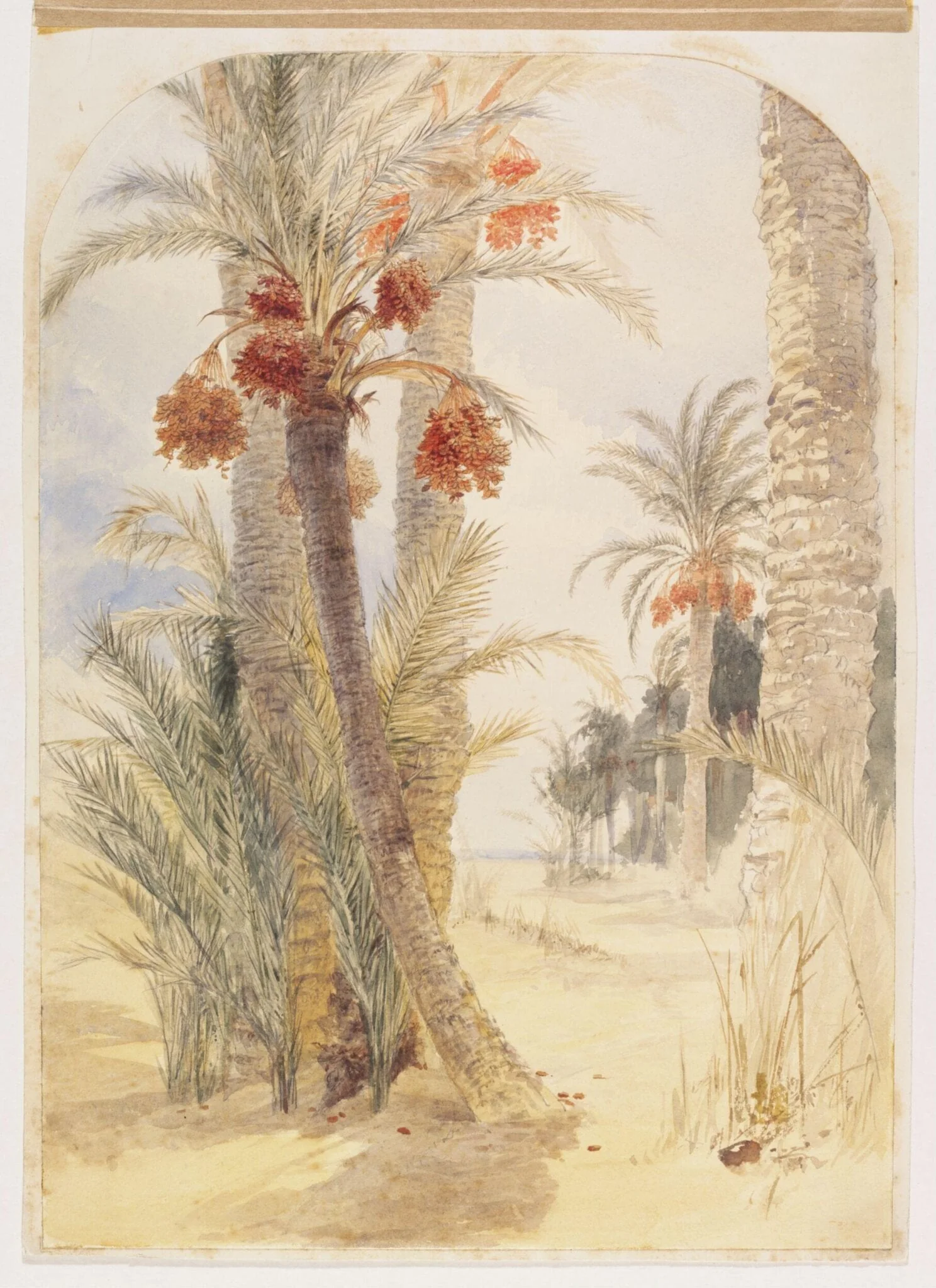Date grove near Alexandria
