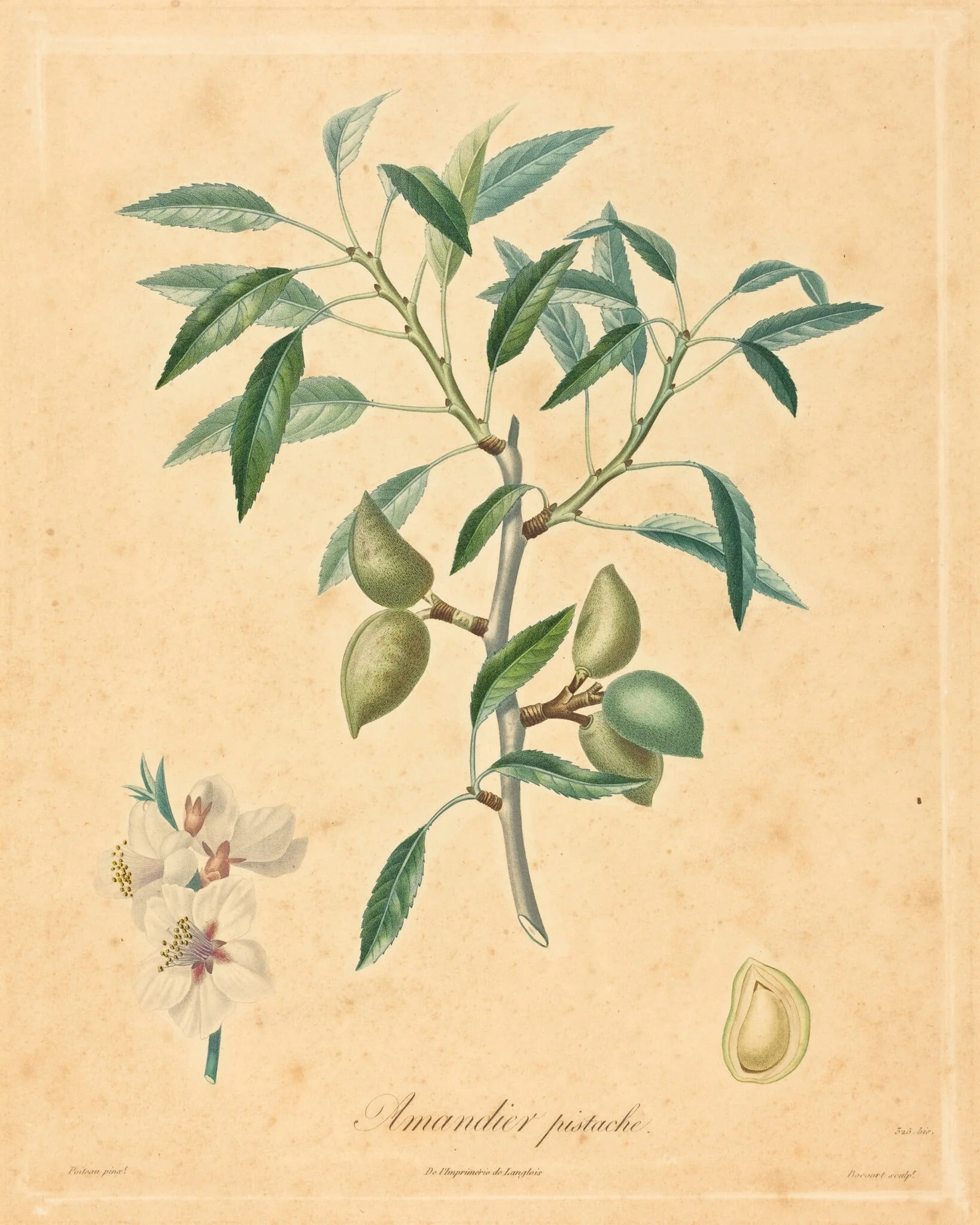 Amandier pistache, by French 19th Century, ink, 1850