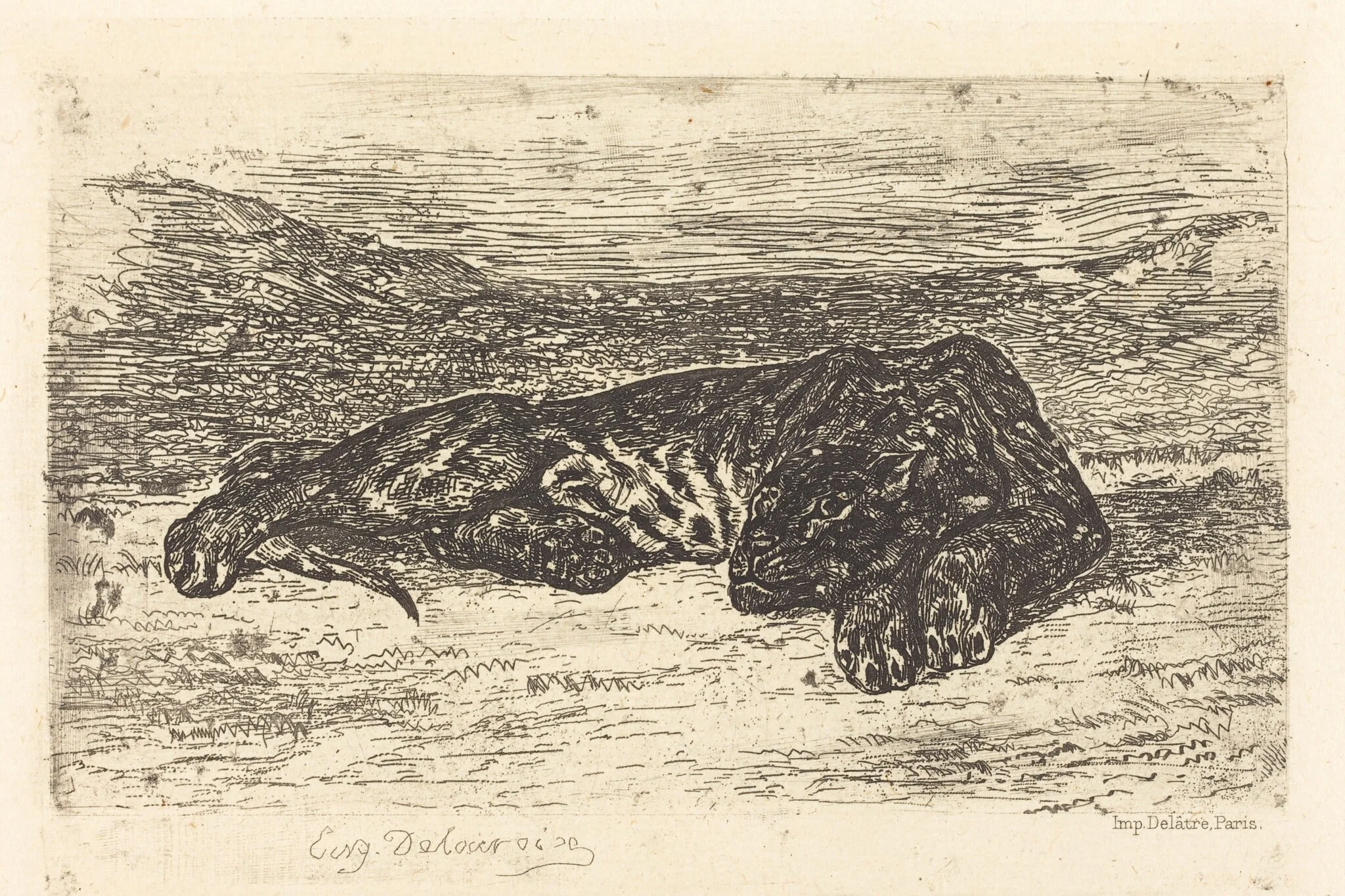 Tiger Sleeping in the Desert (Tigre couché dans le désert), by Eugène Delacroix, ink, 1846