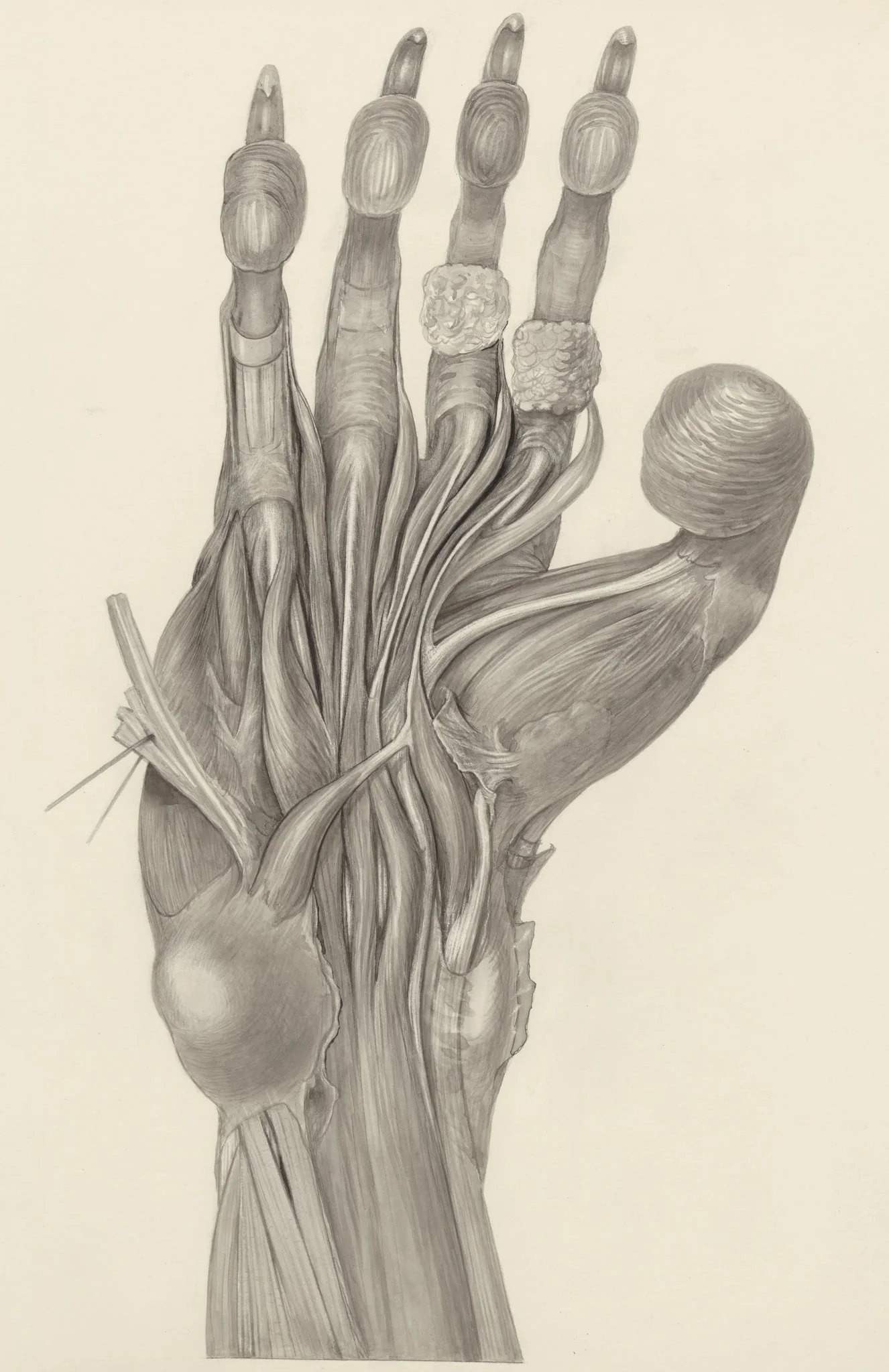 Muscular tissue of the claw of a mammal, by H.G, Wetselaar, 1970