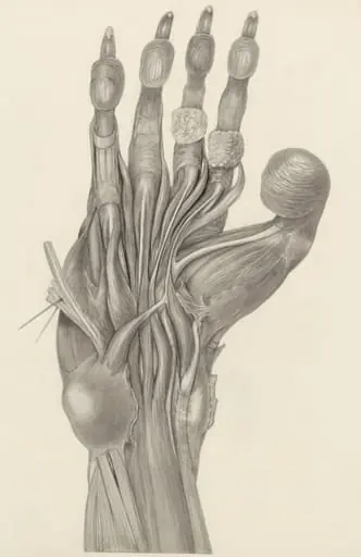 Muscular tissue of the claw of a mammal