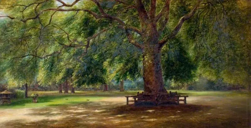 The Old Plane Tree