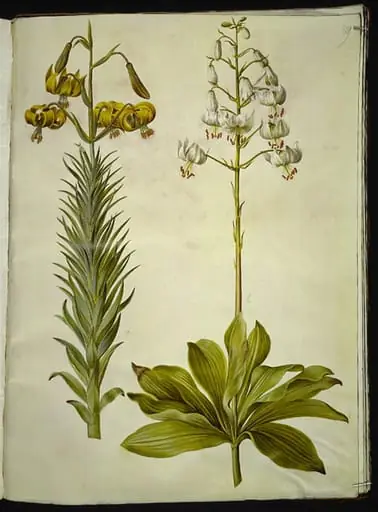 Lilium pyrenaicum (pyrenæisk lilje); Lilium martagon (krans-lilje)