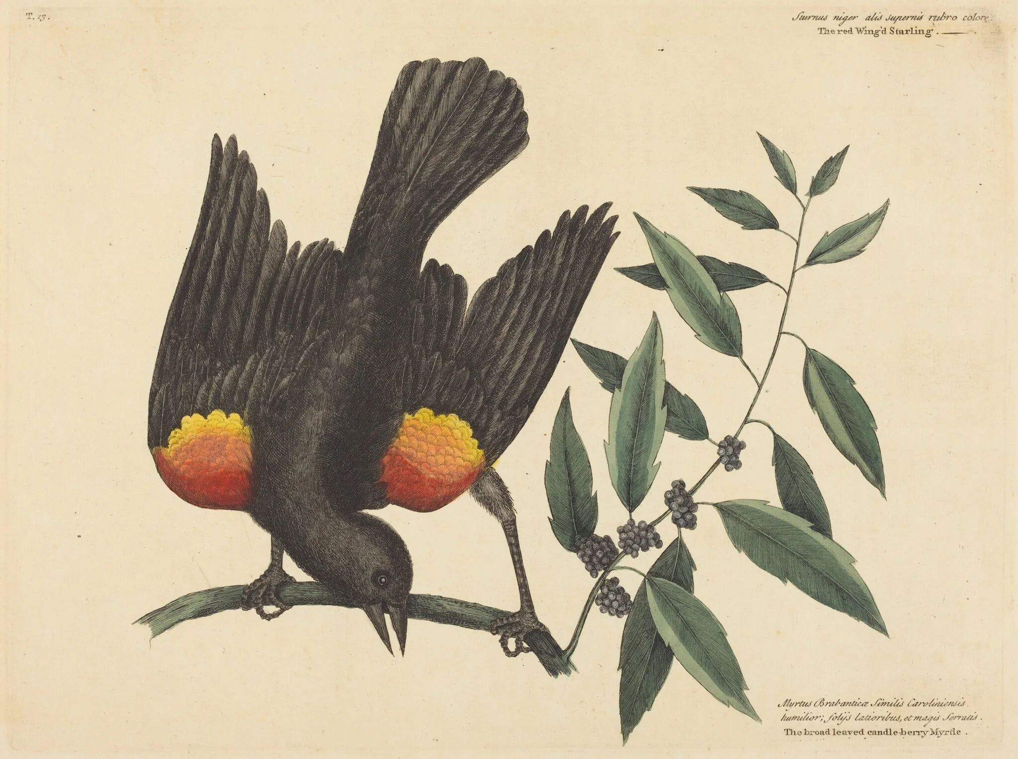 The Red Winged Starling (Oriolus phoeniceus), by Mark Catesby, ink, 1754