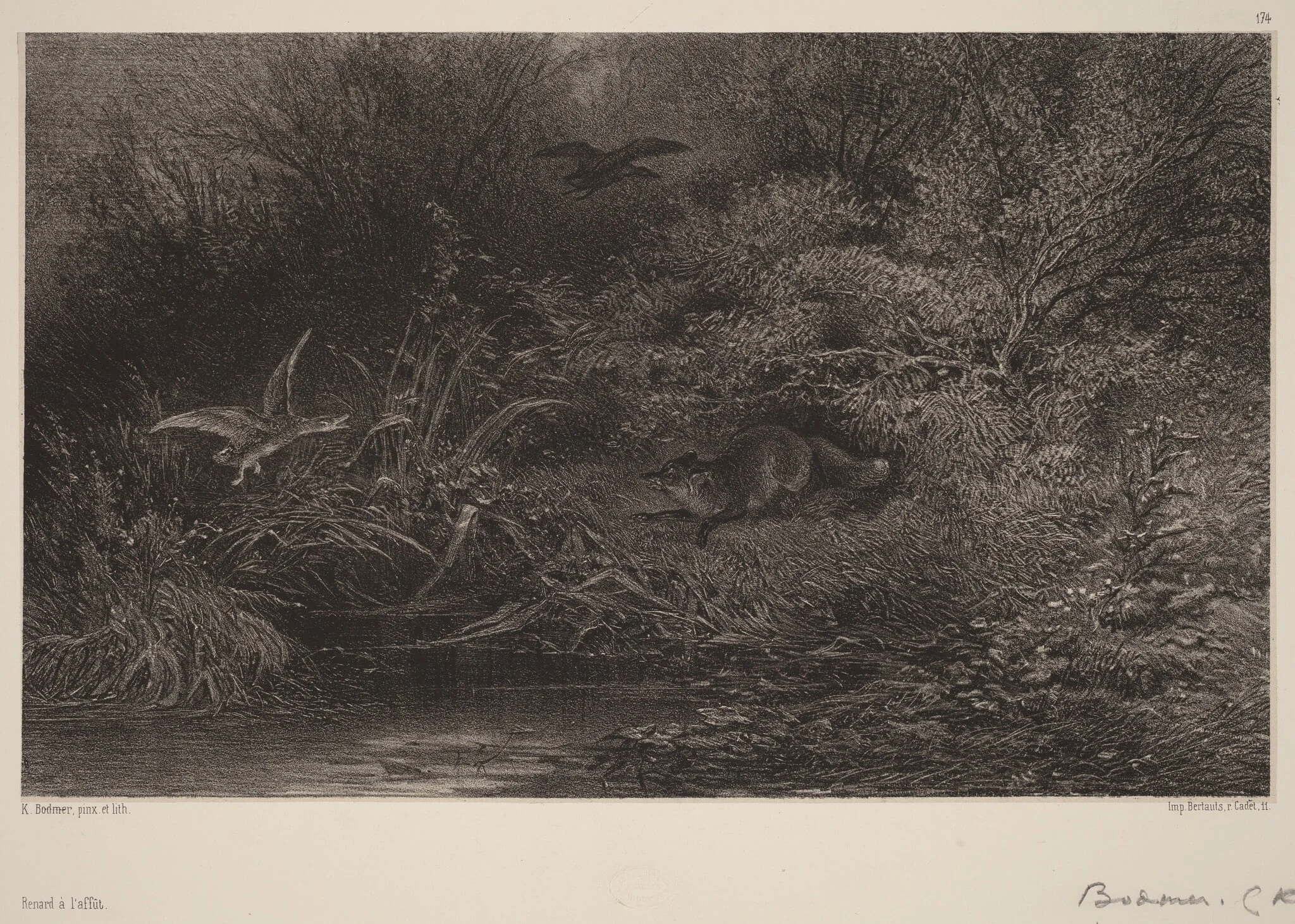 Renard à l'affût, by Karl Bodmer, ink, 1851