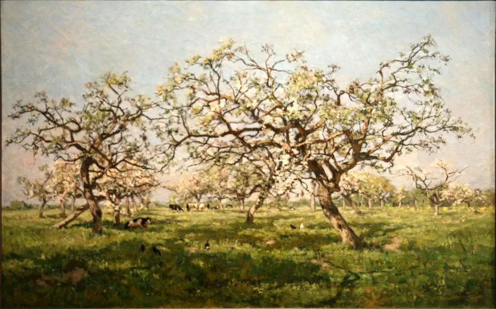 An orchard in spring