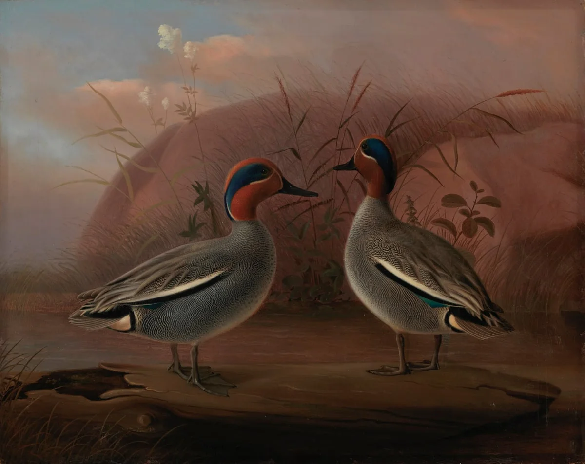 Kaksi koirastavia rannalla, by Ferdinand von Wright, unspecified