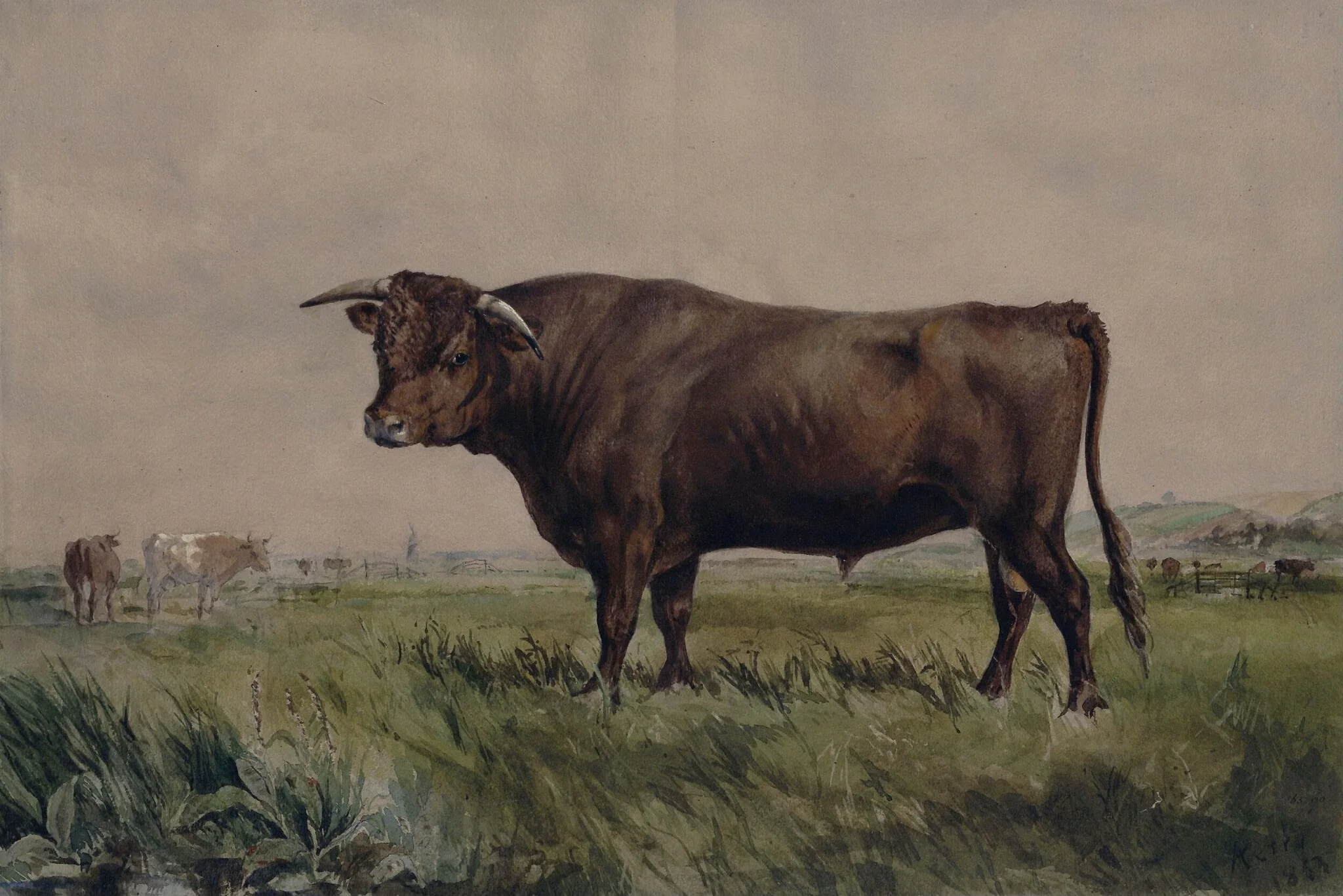 Study of a bull in a landscape