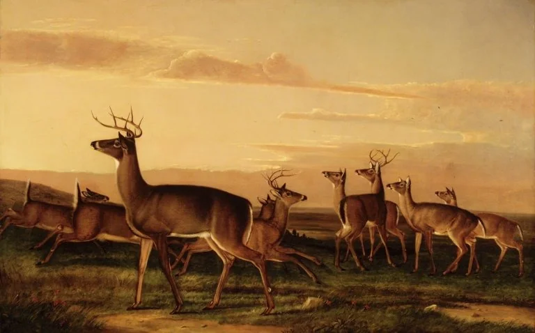 Startled Deer--A Prairie Scene, by Unknown, oil, 1847