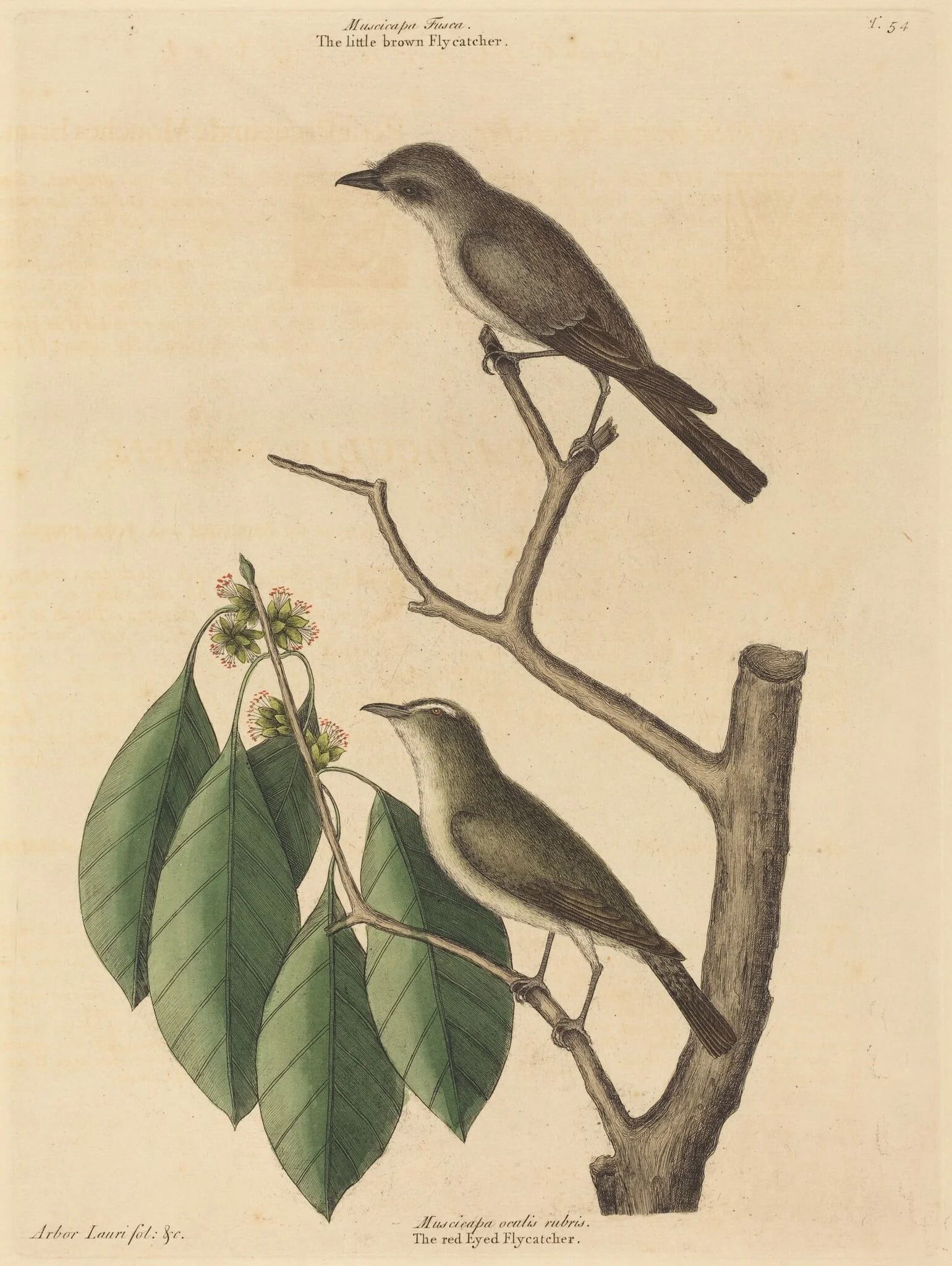 The Little Brown Flycatcher, by Mark Catesby, ink, 1737