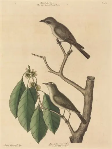 The Little Brown Flycatcher