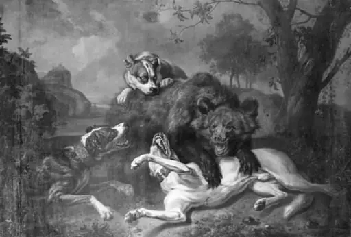 Fight between Bear and Dogs