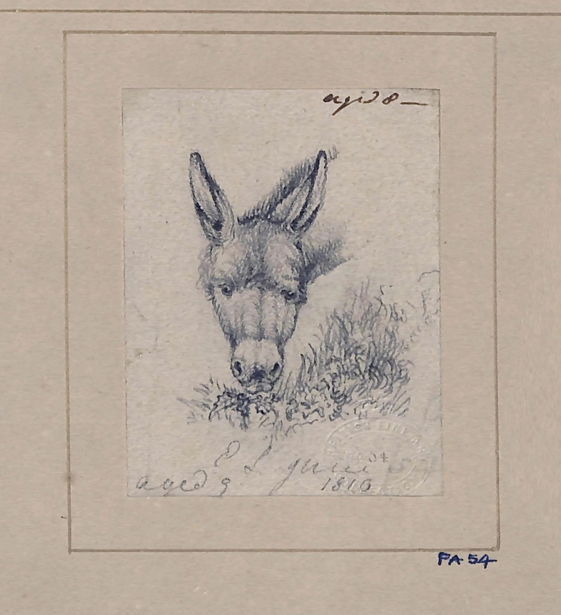 Drawing of a donkey