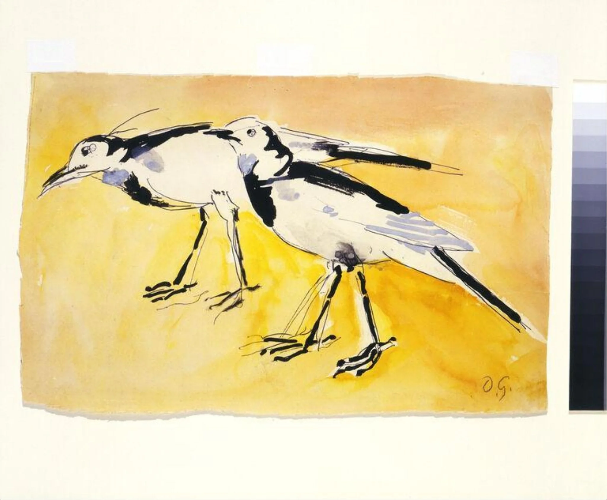 Wagtails