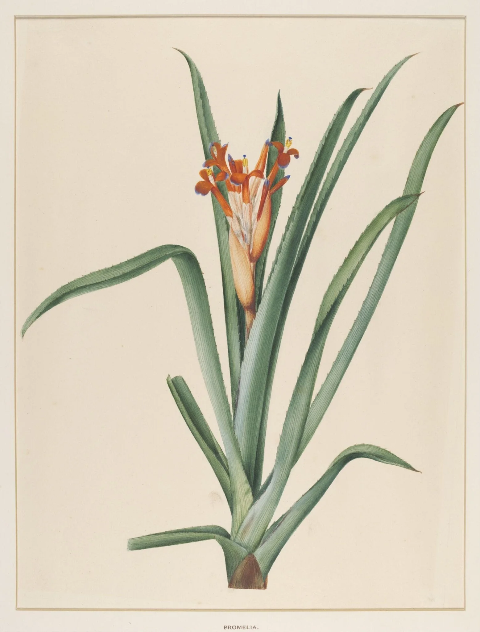 Bromelia