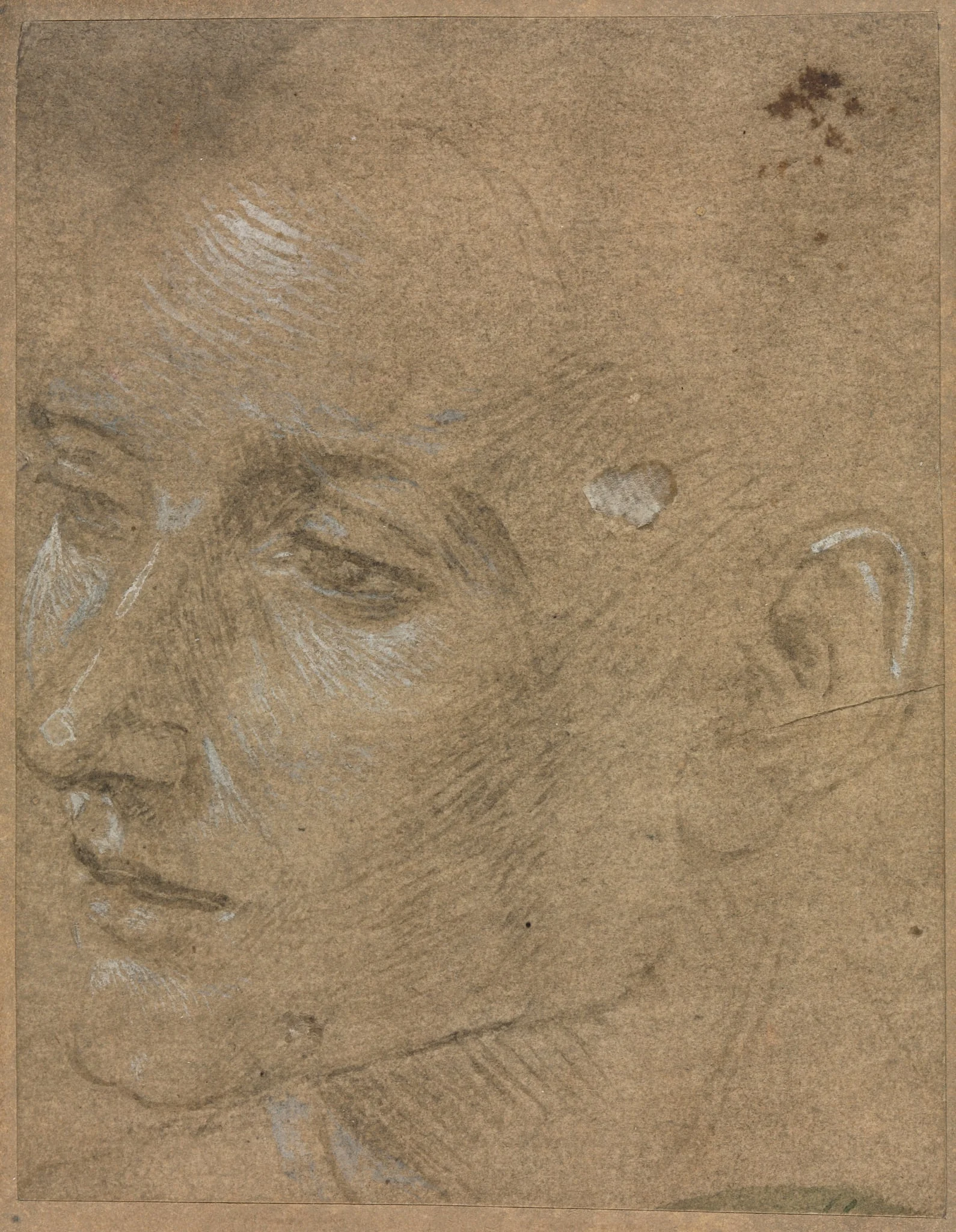 Head of a Young Man, by Filippino Lippi, 1404