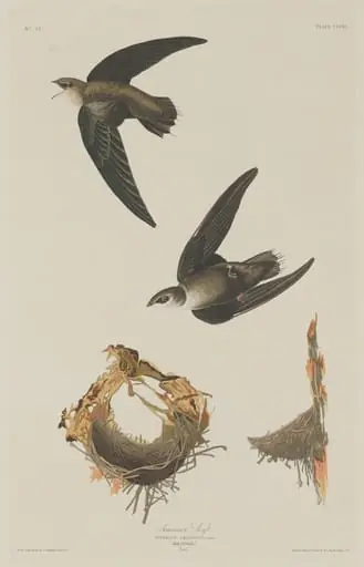American Swift
