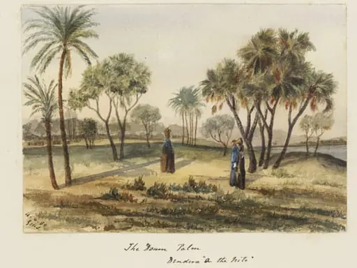 `The Doum Palm  Dendera "On the Nile"