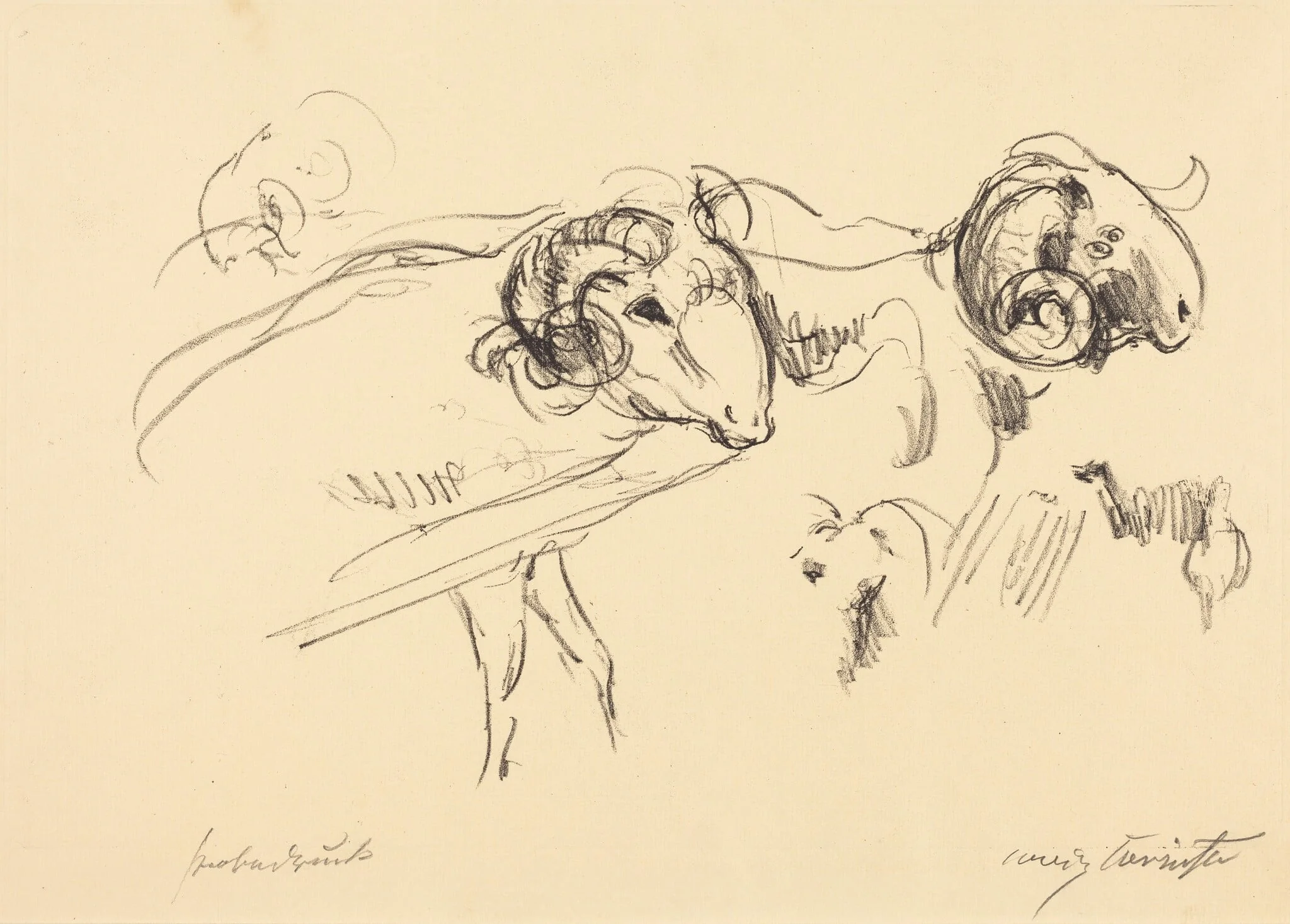 Schafböcke (Rams), by Lovis Corinth, ink, 1912