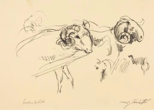 Schafböcke (Rams)