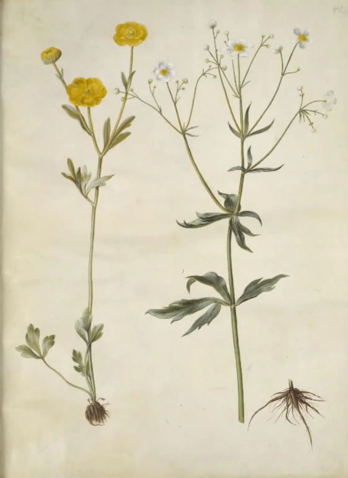 Ranunculus monspeliacus (silke-ranunkel); Ranunculus aconitifolius (stormhatbladet ranunkel)