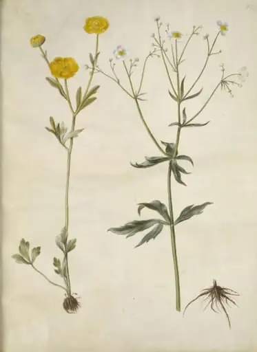 Ranunculus monspeliacus (silke-ranunkel); Ranunculus aconitifolius (stormhatbladet ranunkel)