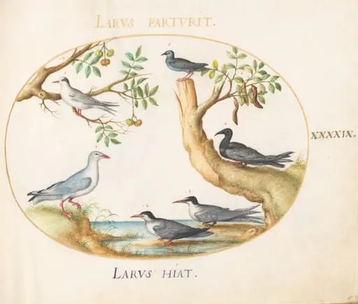 Plate 49: Gulls with a Carob Tree and a Pistachio Tree(?)