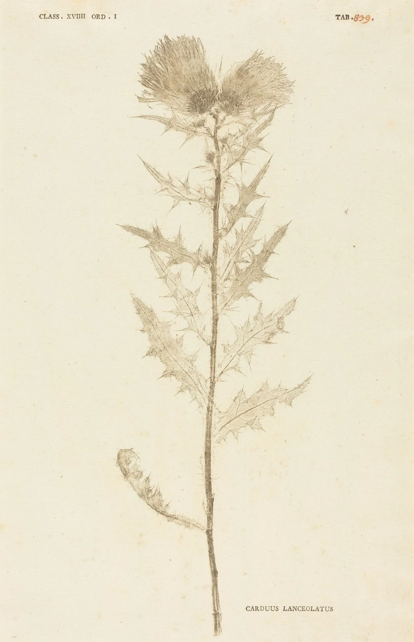 Carduus Lanceolatus, by Johann Hieronymus Kniphof, ink, 1760