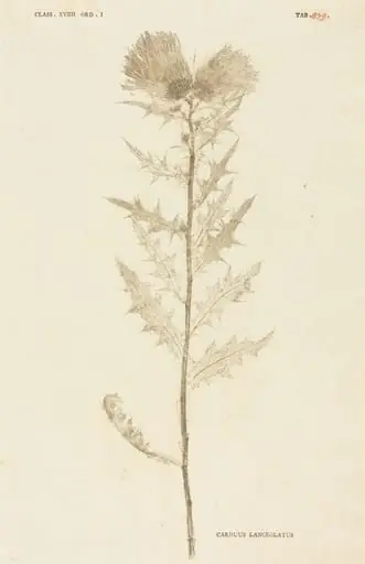 Carduus Lanceolatus