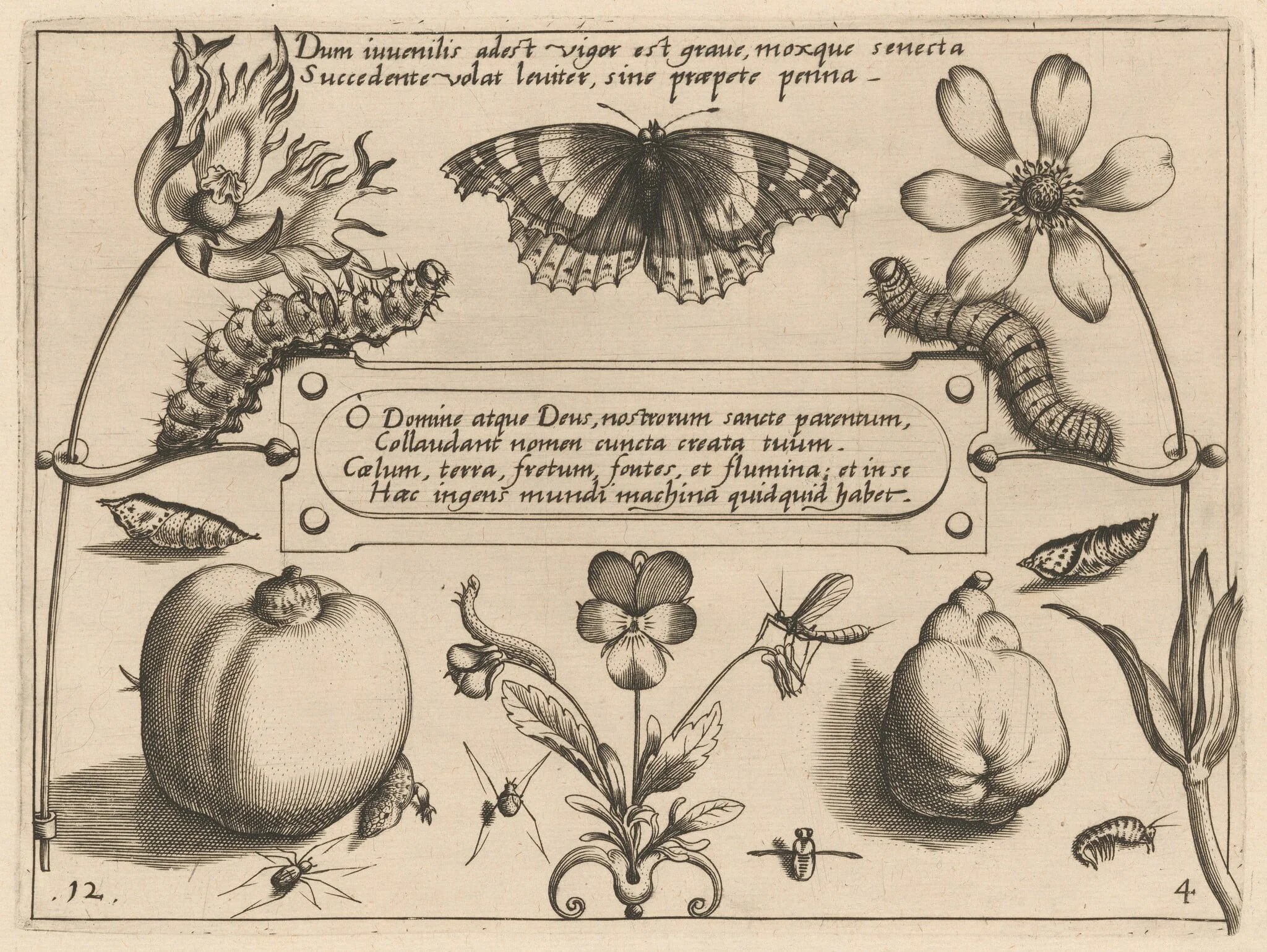 Archetypa studiaque patris Georgii Hoefnagelii [Part 4, Plate 12], by Jacob Hoefnagel, ink, 1592