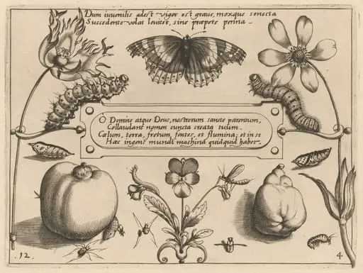 Archetypa studiaque patris Georgii Hoefnagelii [Part 4, Plate 12]