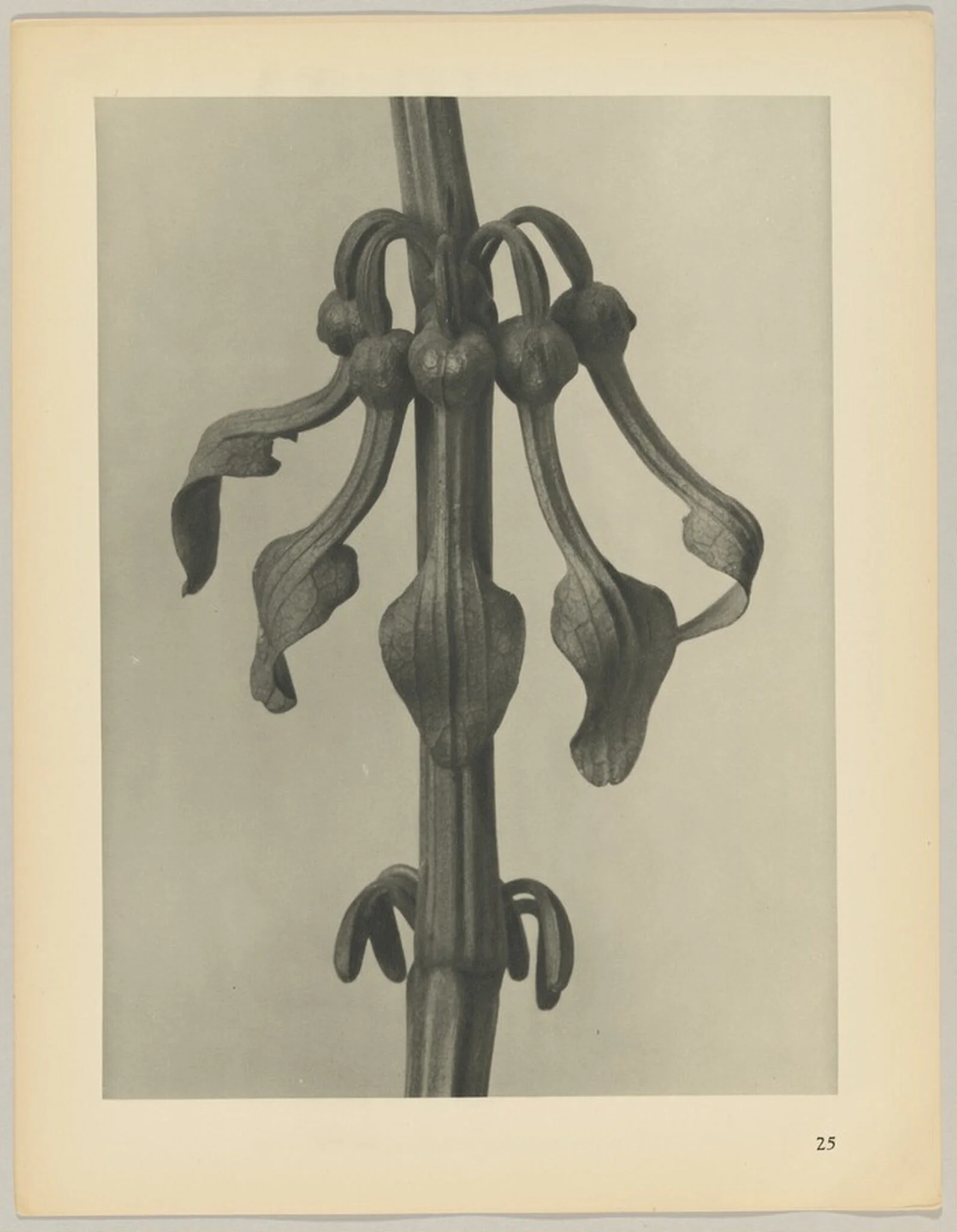 Aristolochia clematitis