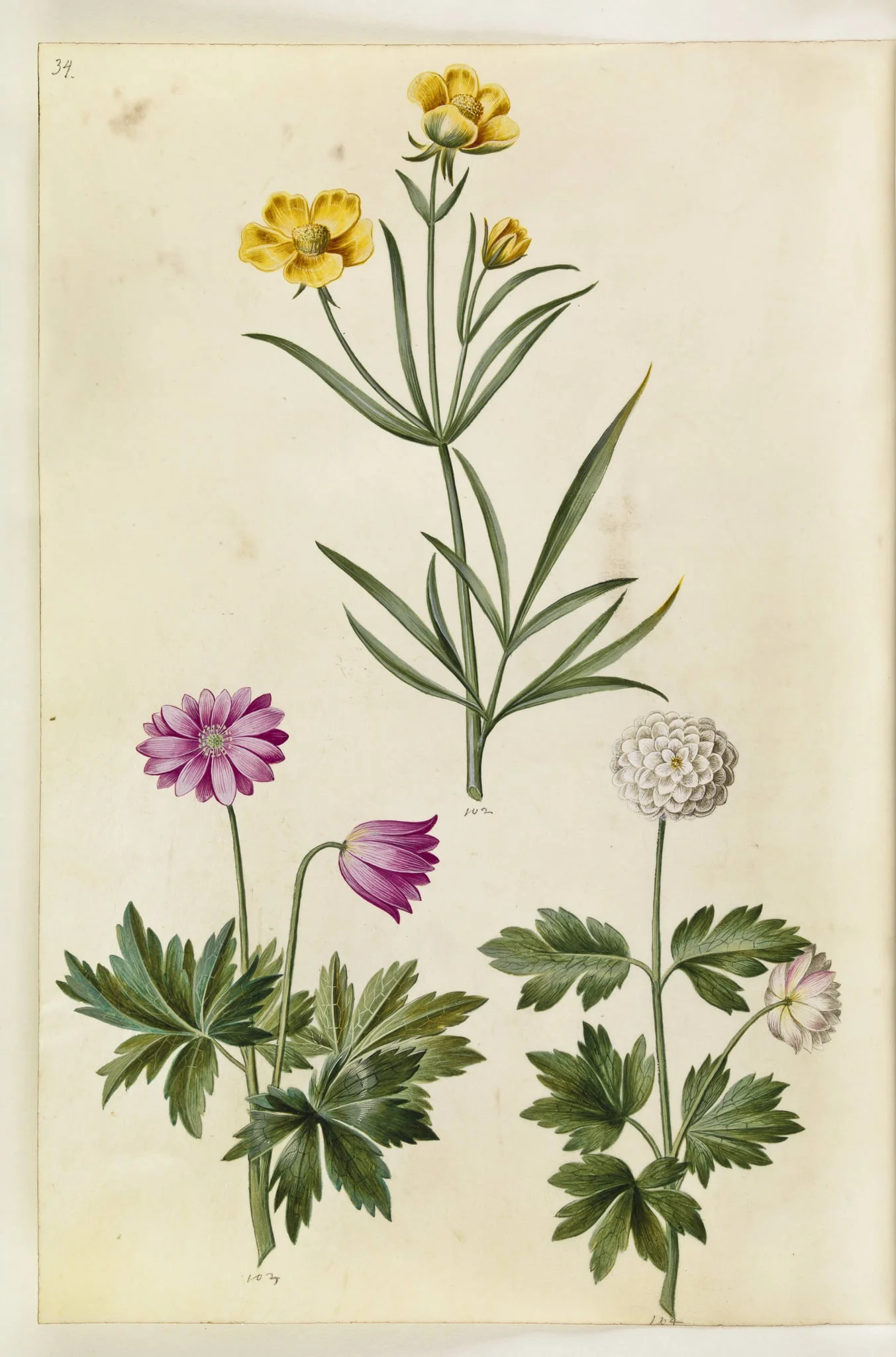 Ranunculus illyricus (steppe-ranunkel); Anemone nemorosa (hvid anemone)