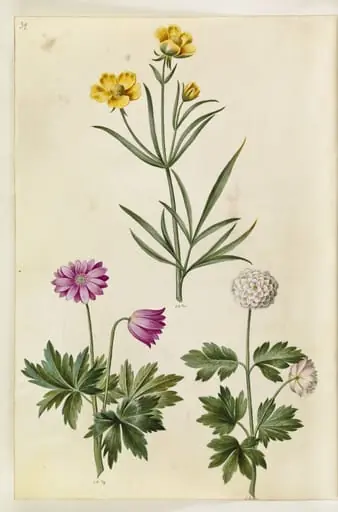 Ranunculus illyricus (steppe-ranunkel); Anemone nemorosa (hvid anemone)