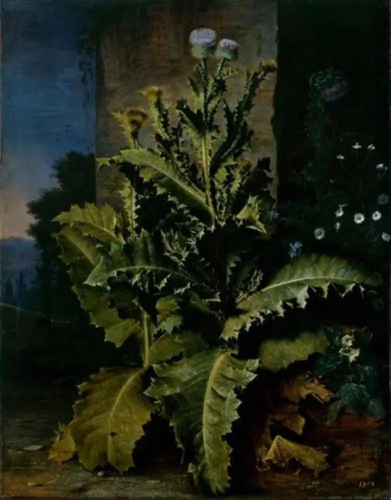 Thistles and cornflowers