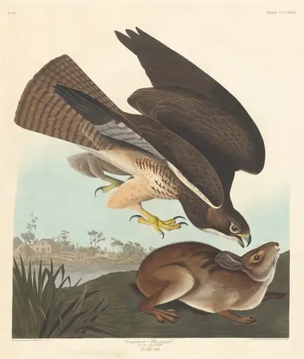 Common Buzzard