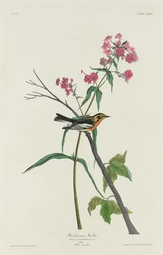 Blackburnian Warbler