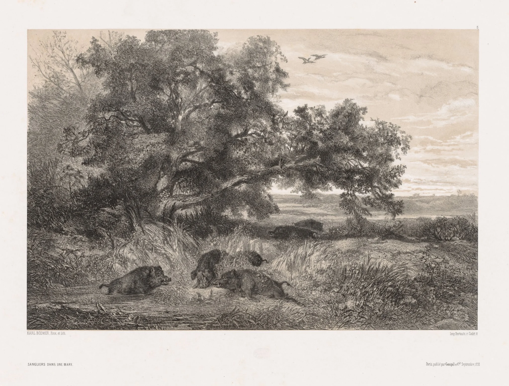 Animals and Landscape after Nature:  Wild Boar in a Pond, by Karl Bodmer, 1850