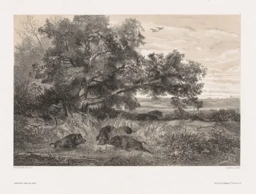 Animals and Landscape after Nature:  Wild Boar in a Pond