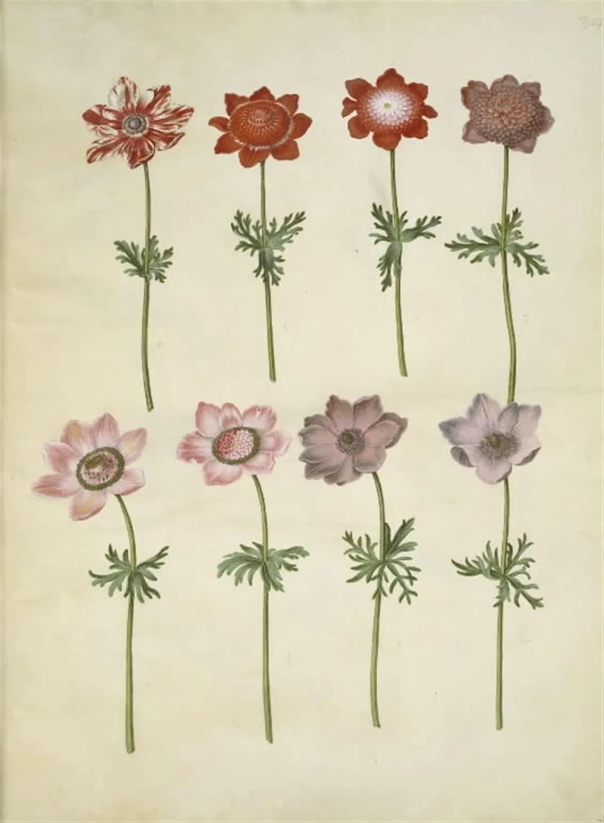 Anemone coronaria (fransk anemone)