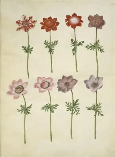 Anemone coronaria (fransk anemone)