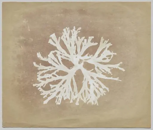 Algae