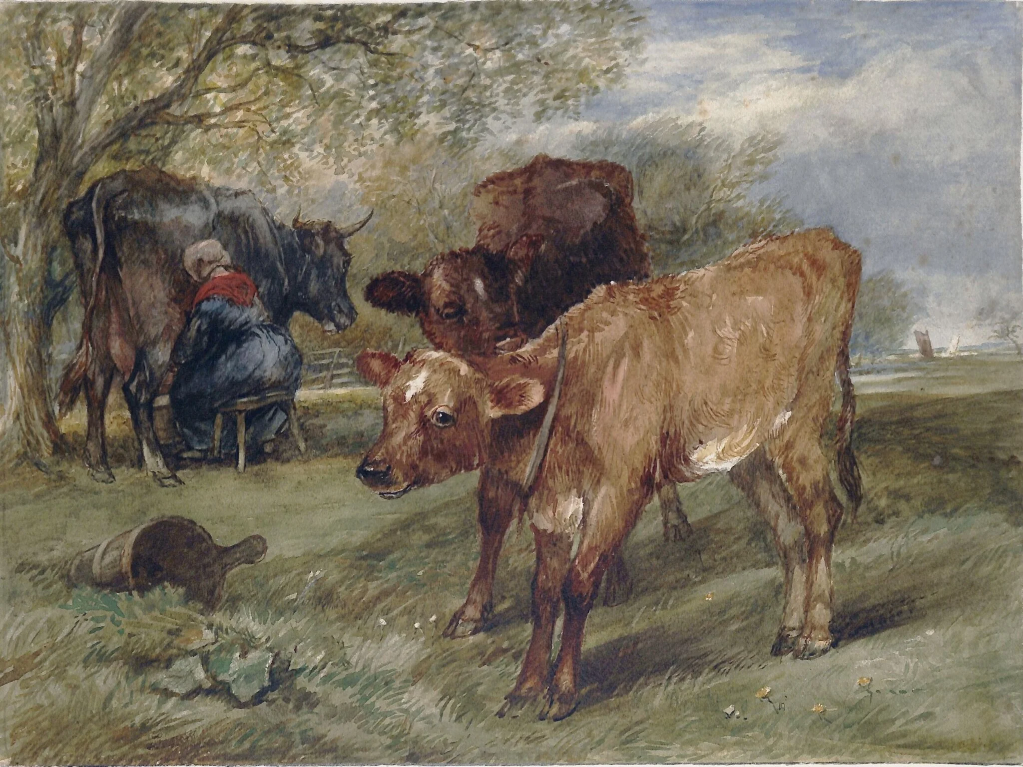 Calves