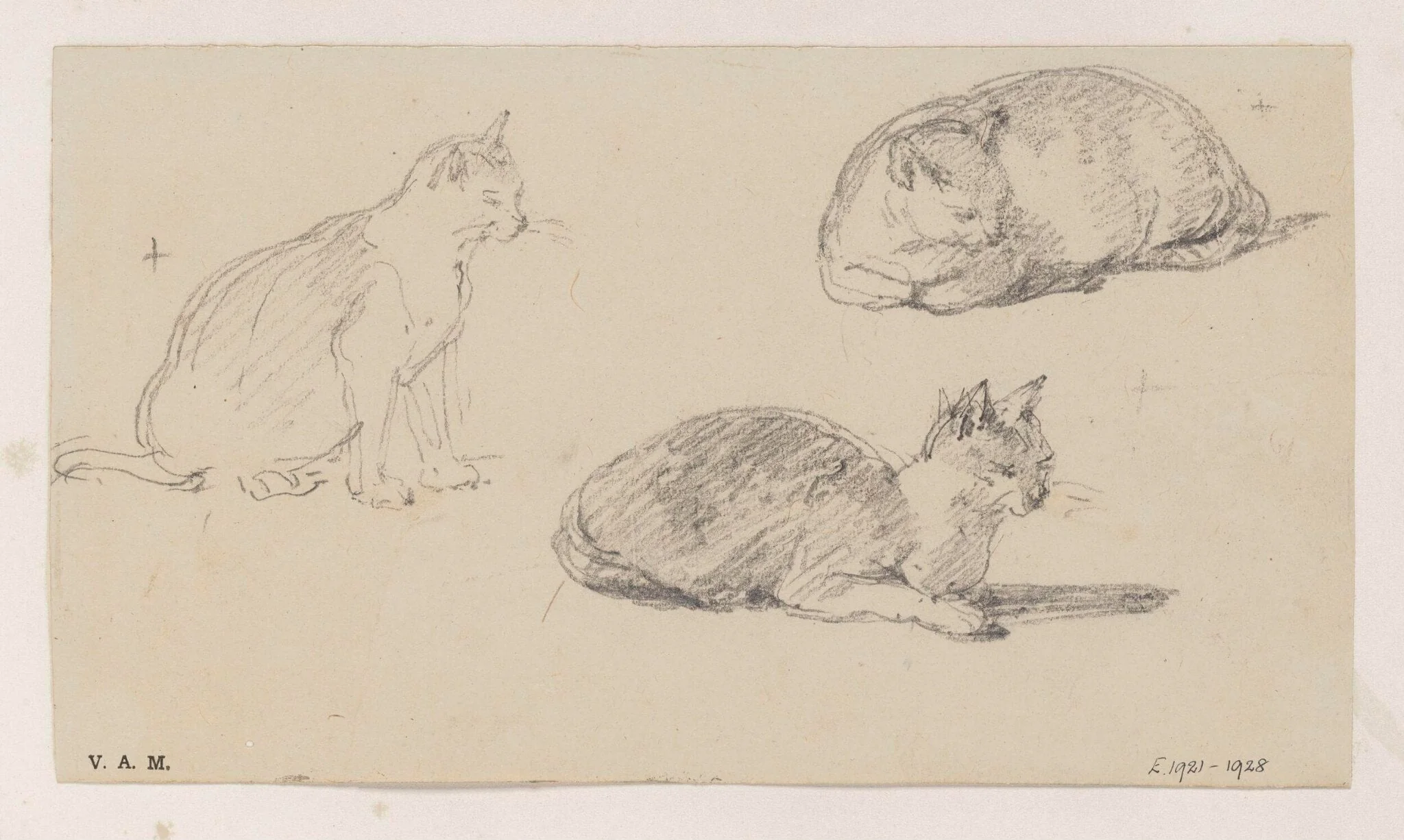 Three drawings of a cat